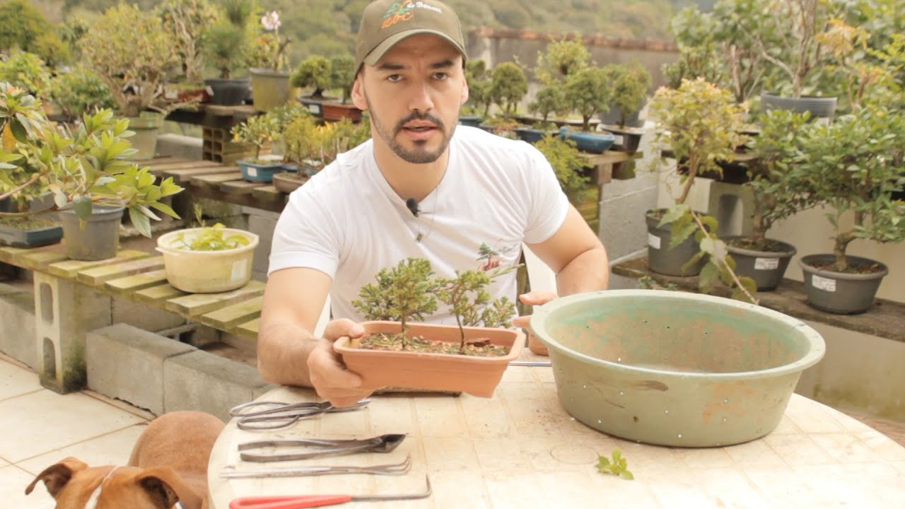 Abc do Bonsai